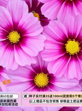 【种子】夏季耐热 矮生类型 大波斯菊 '阿波罗玫瑰眼' 10粒