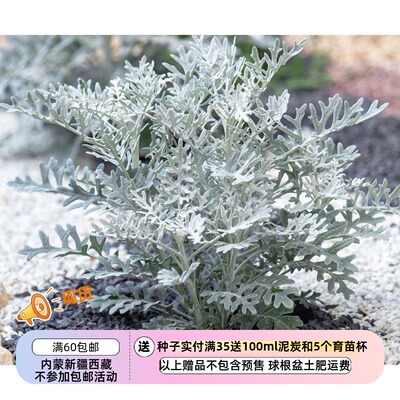 疯狂的小羊银叶菊银尘