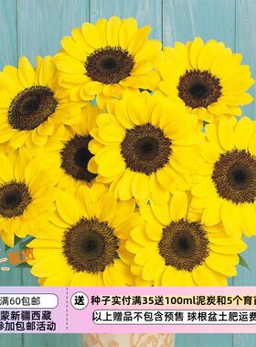 【种子】夏季耐热 切花型 向日葵 文森特 柚子 5粒