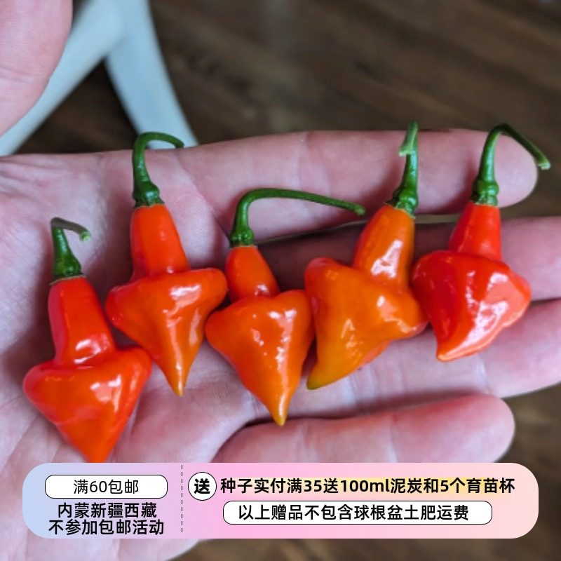 【种子】辛辣果味儿 产量高 辣椒 红陀螺  5粒,鲜花速递/花卉仿真/绿植园艺,家庭园艺种子,淘宝优惠券,粉丝福利购,淘宝优惠卷