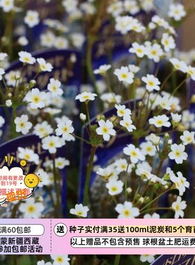 疯狂的小羊大花星尘点地梅