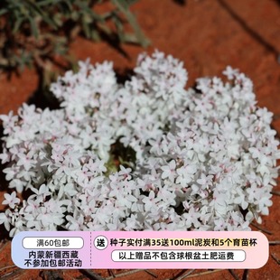 【种子】多年生 卫矛科常绿蔓生铺地小灌木 总序麦氏木 雪毯 10粒