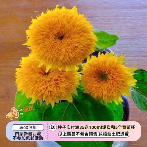 【种子】一年生夏季耐热 矮生多头盆栽向日葵小熊F1代种子  5粒