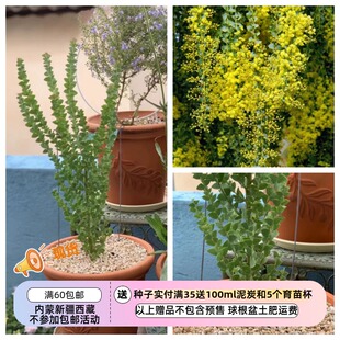 【种子】多年生 盆栽灌木 三角叶 刀叶金合欢 5粒