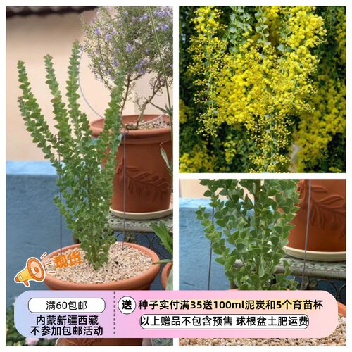 疯狂的小羊刀叶金合欢