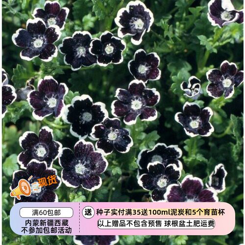 【种子】一年生喜林草黑便士10粒