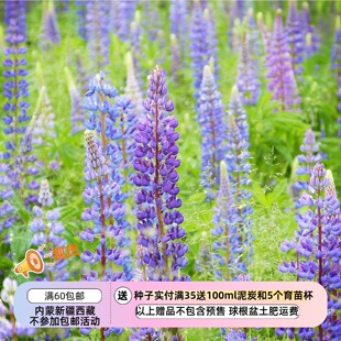 【种子】多年生 宿根多叶羽扇豆 鲁冰花  蓝紫色系 5粒