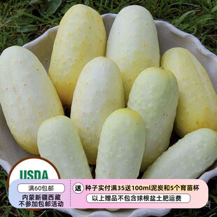 【种子】 传家宝老品种 有机 布斯比的金色黄瓜 5粒