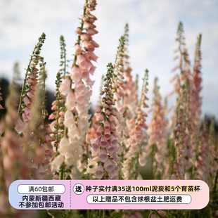 【种子】  玄参科 毛地黄  杏色美人  10粒