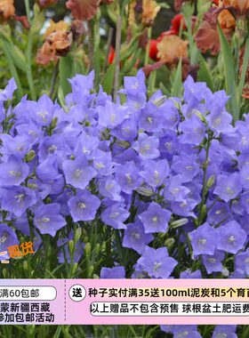 进口风铃草种子桔梗科