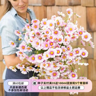 【种子】进口种子  耐热植物 波斯菊 白日梦  10粒