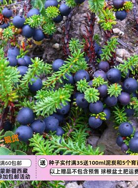 疯狂的小羊黑莓黑岩高兰