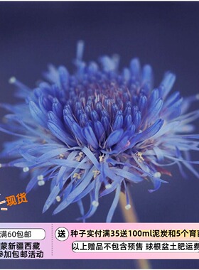 【种子】 多年生 桔梗科 伤愈草 蓝色闪光灯 10粒