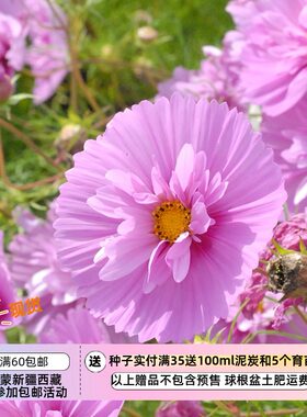 【种子】夏季耐热 纸杯蛋糕波斯菊系列新成员 樱花纸杯蛋糕 5粒