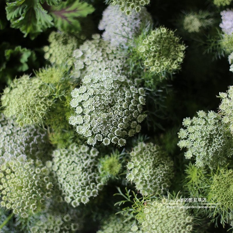 蕾丝花阿米芹安妮女王