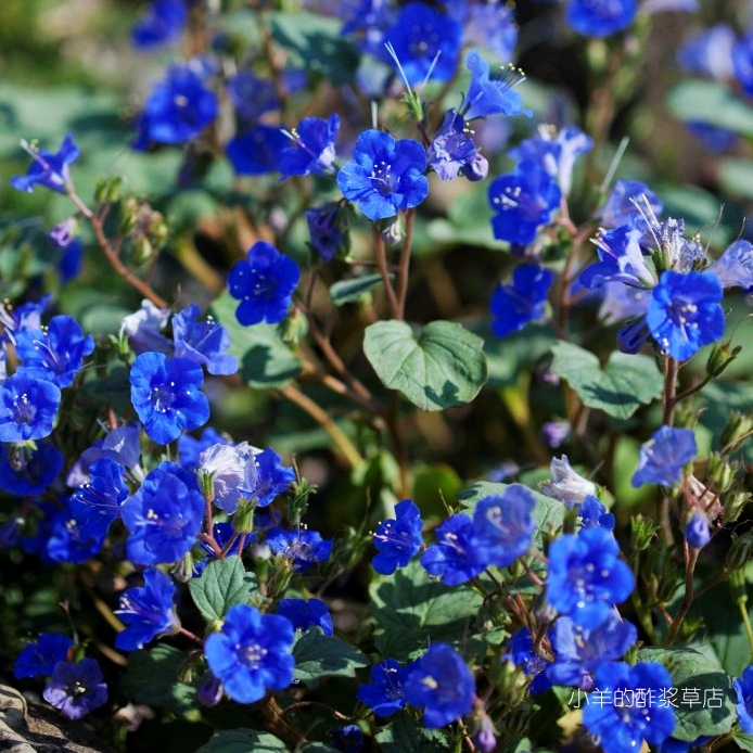 【种子】一年生紫草蓝色