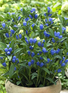 【种子】多年生  切花型  日本龙胆 牧野龙胆 皇家蓝色 10粒