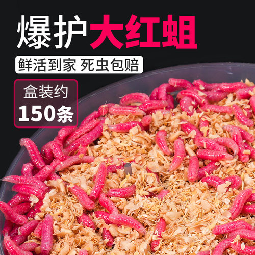 鲜活红蛆虫活饵鱼饵野钓神饵户外野钓饵料溪流河流爆护饵红曲虫