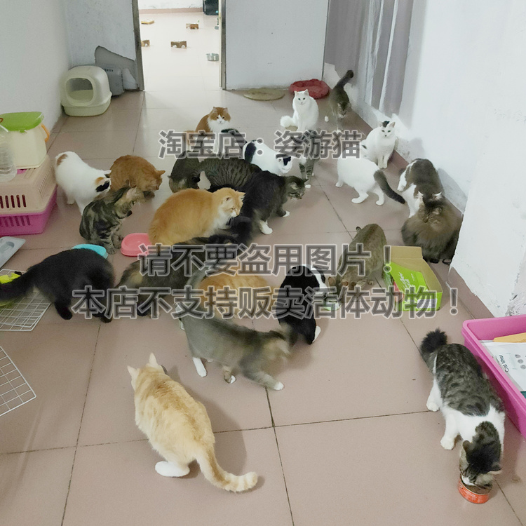 流浪猫姿游猫幼猫家猫