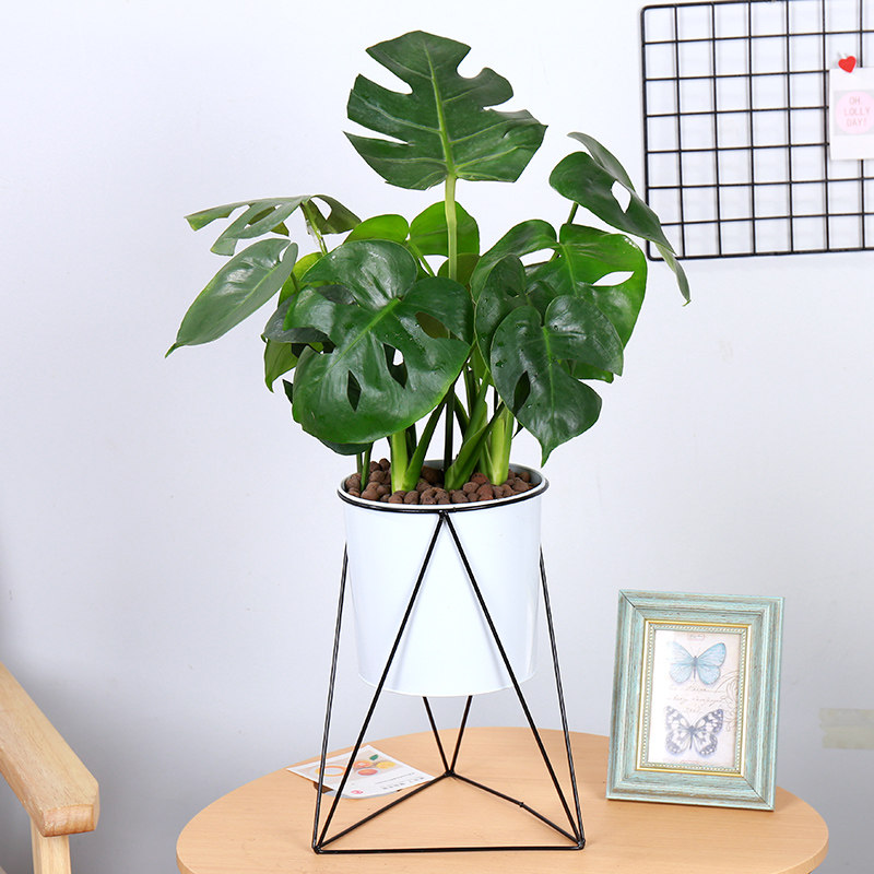 Monstera Botany indoor Office Potted plant Big leaf Plants flowers Water to keep Formaldehyde absorption Clean air Evergreenin the Flower delivery/Flowers simulation/Plants gardening , Flowers/Potted plants (New) , Plants  category - from Buy2taobao.com to provide professional Taobao agent buy service