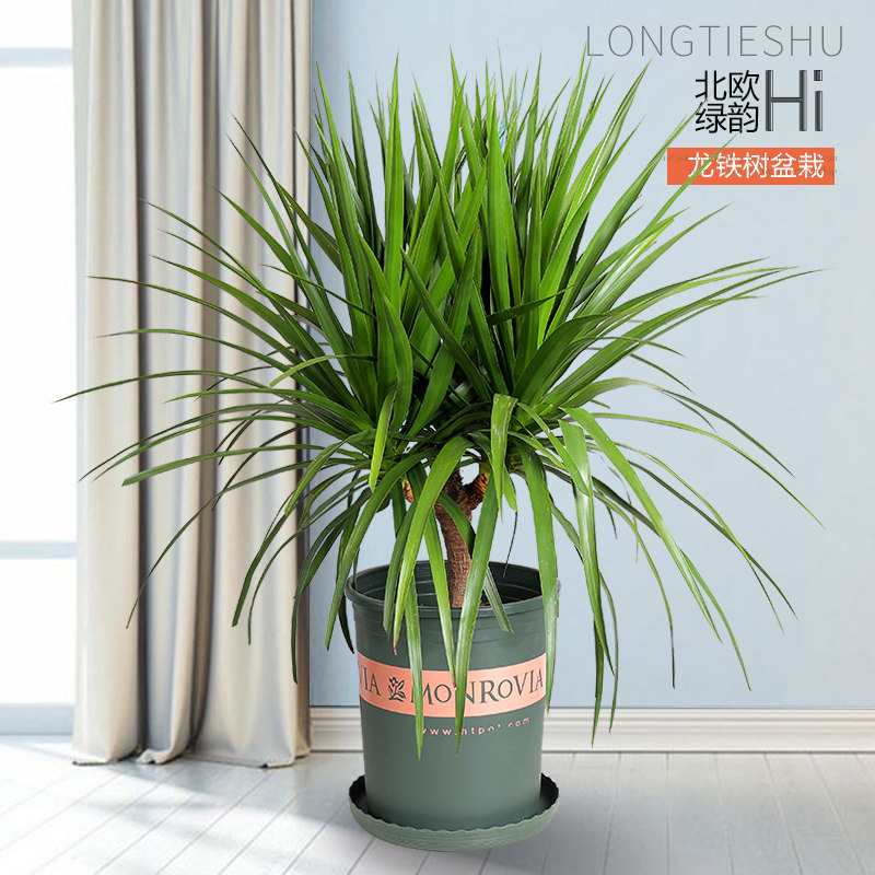 多头龙须龙血树龙铁树绿植盆栽大型花卉植物室内客厅包邮在类目 鲜花速递/花卉仿真/绿植园艺, 花卉/绿植盆栽（新）, 大型绿植/成品组合盆栽中 - 来自Buy2taobao.com提供专业的淘宝代购服务