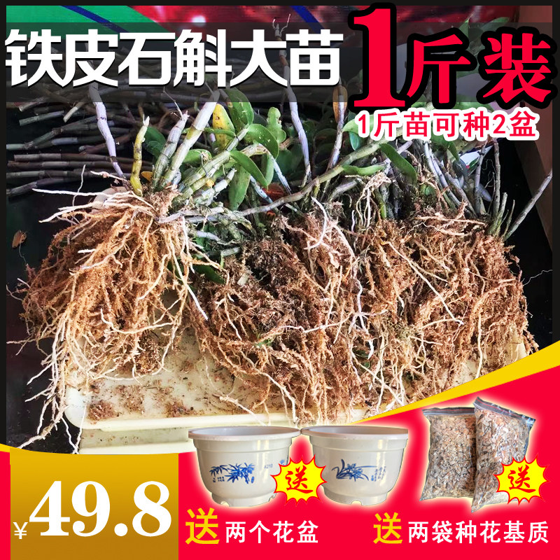 种植鲜条可食用500克铁皮石斛