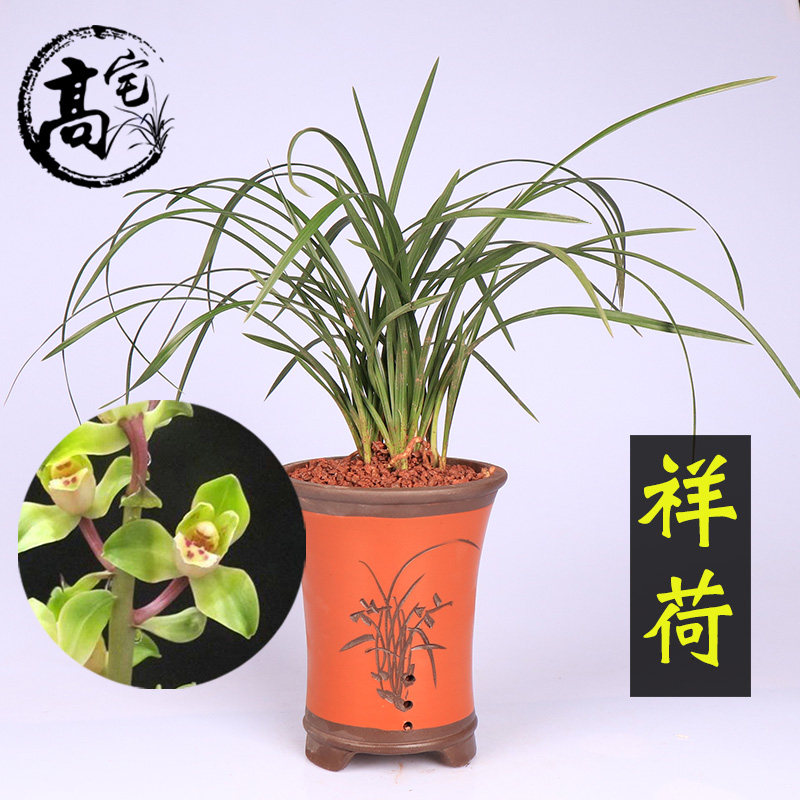 兰花 祥荷大气花卉苗蕙兰荷瓣祥荷易兰花绿植盆栽室内养殖