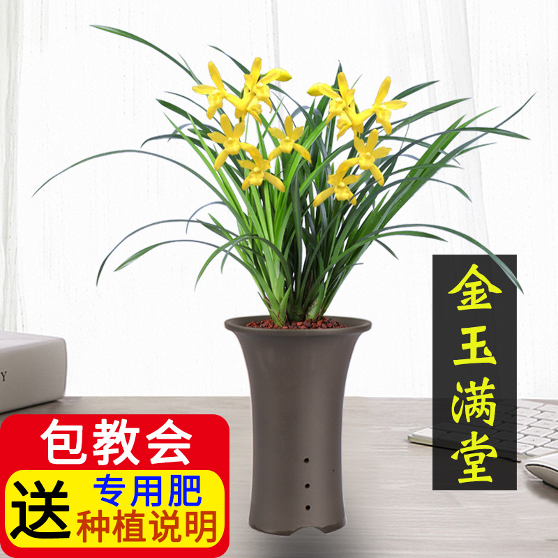 金玉满堂高宅室内花卉建兰绿植