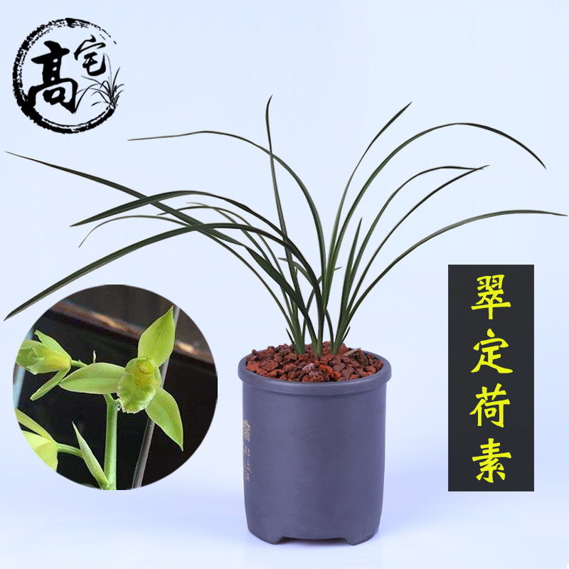 兰花惠兰翠定荷素传统素心室内外阳台客厅办公室盆栽绿色植株花卉