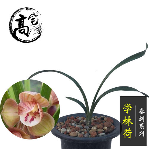 绿植荷瓣易养活客厅盆栽兰花春剑