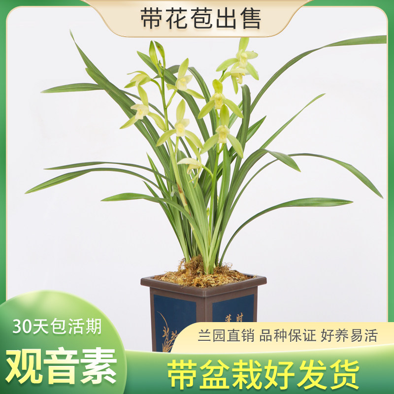 兰花建兰四季兰观音素花季带花带盆栽好发货仿紫砂塑料盆花卉绿植