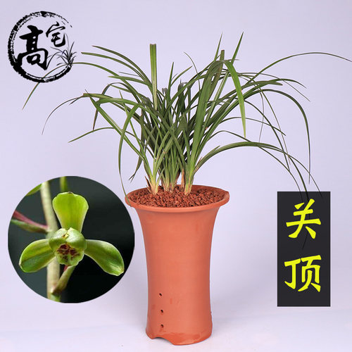 兰花 关顶 耐寒易种浓香室内外客厅阳台办公室盆栽绿植花卉兰花苗 - 封面