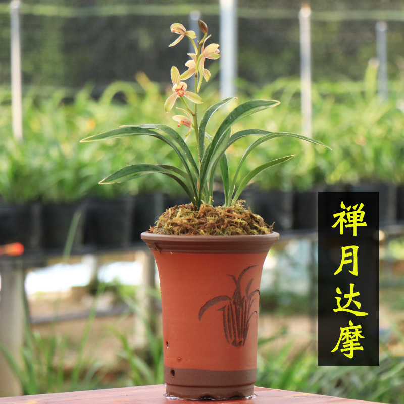 兰花禅月达摩金边矮种兰花苗四季建兰兰草花卉盆栽观花植物室内