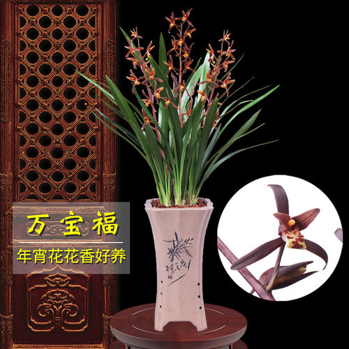 绿植盆栽好养易活有香味兰花苗
