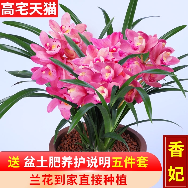 香妃家养兰花花好养易活每年开花