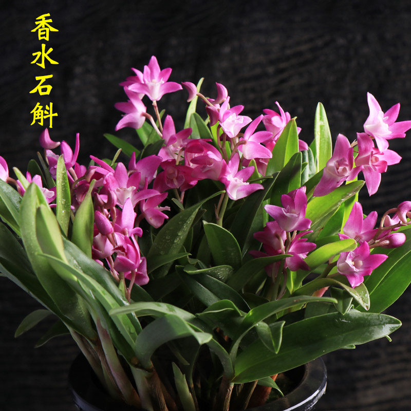 高宅澳洲香水石斛石斛苗铁皮石斛苗盆栽绿植物阳台花卉室内外绿植