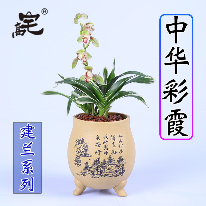 兰花苗中华彩霞建兰四季兰荷瓣兰浓香型室内盆栽绿植花卉好养兰花