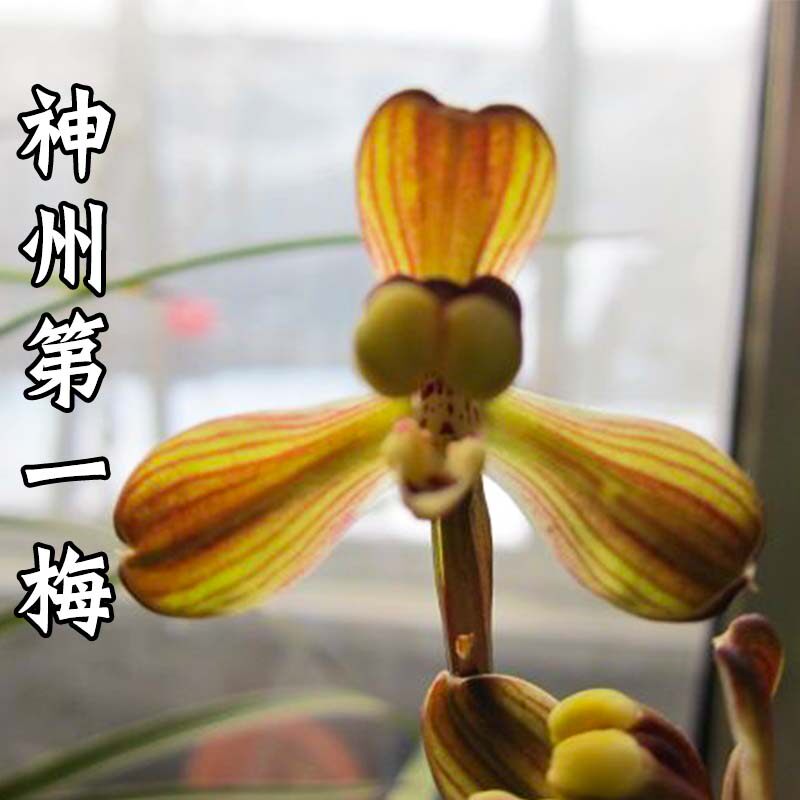 兰花苗 细叶 寒兰红梅 神州梅 室内外客厅办公室花卉绿植物盆栽