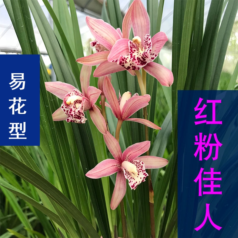 兰花苗建兰四季兰红粉佳人盆栽卧室客厅阳台花卉室内窗台绿植