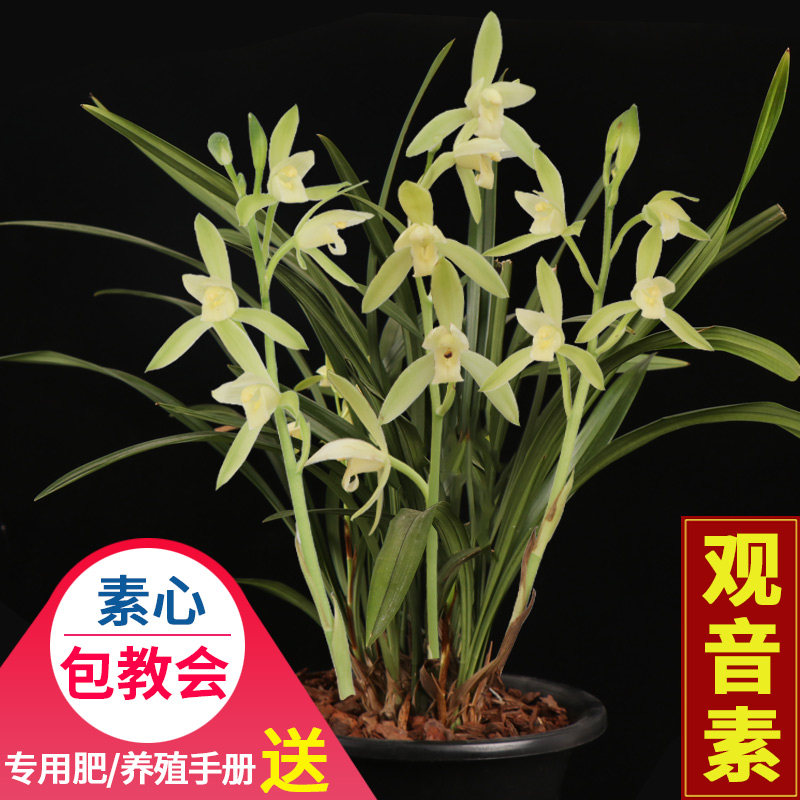 兰花鲜花观音素建兰四季兰素心兰花苗办公室内外阳台卧室绿植盆栽