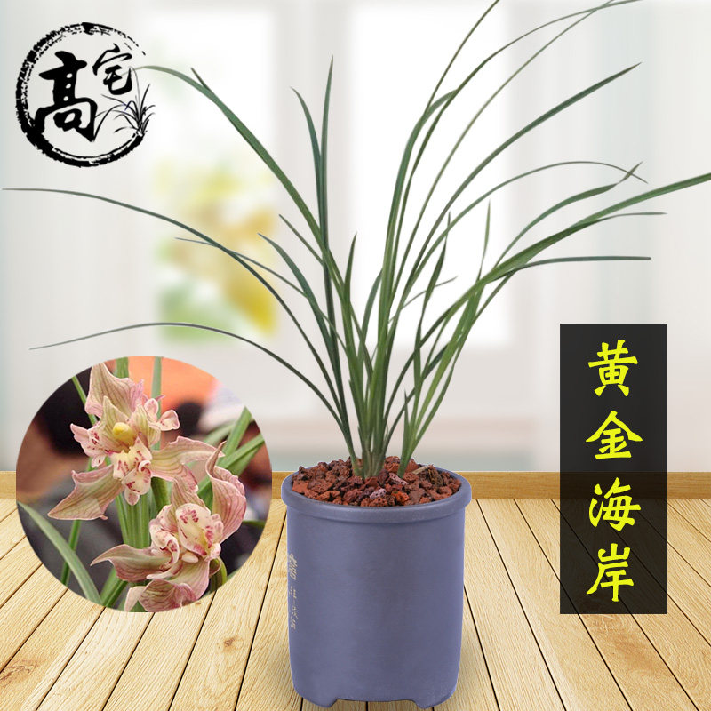 兰花 黄金海岸 莲瓣兰名品 兰花苗室内外阳台盆栽桌面花卉绿植