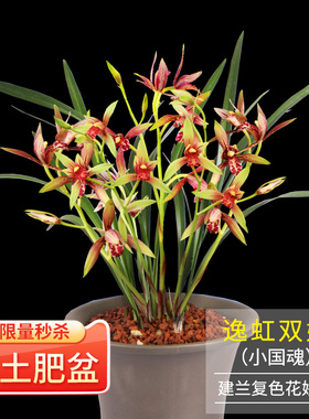 高宅兰花苗小国魂逸虹双骄红色建兰盆栽室内四季花卉阳台植物兰草