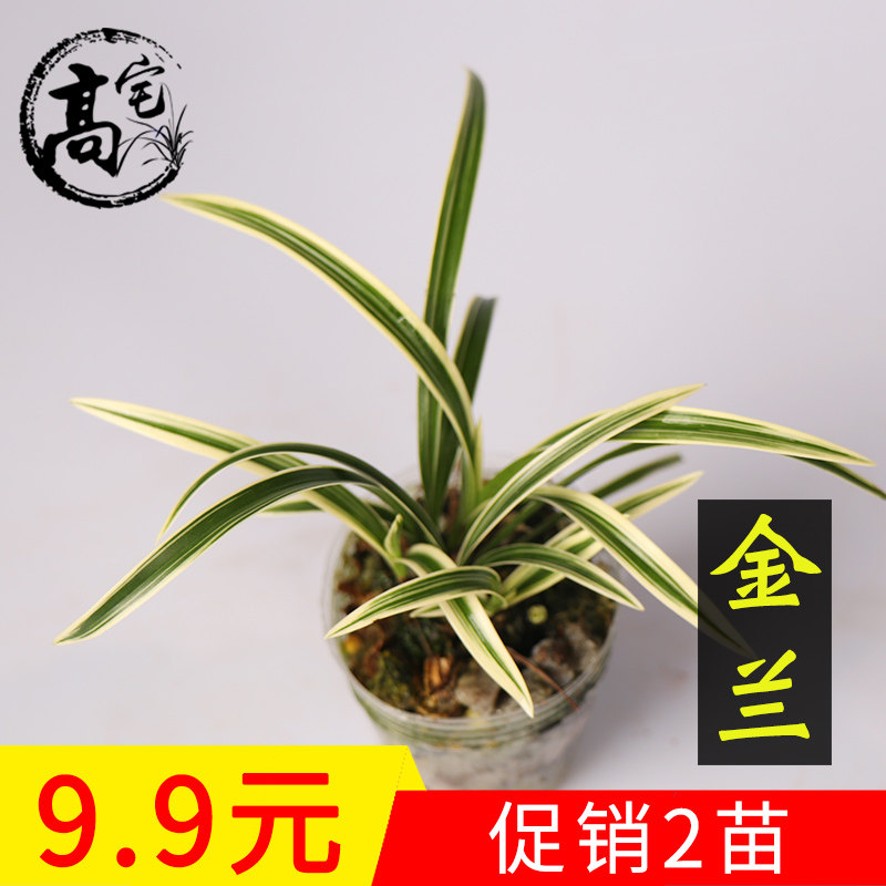 兰花苗 建兰矮种四季兰金边线艺金兰 兰花室内盆栽花卉绿植物好养