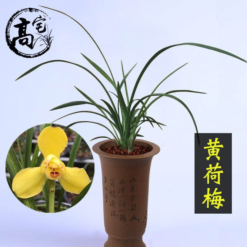 兰花苗黄荷梅春兰名品浓香兰花室内外客厅办公室阳台盆栽好养花卉