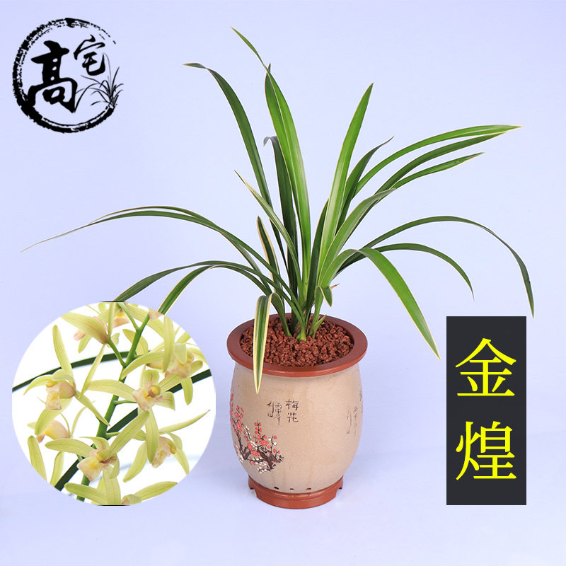 高宅兰花苗建兰四季兰金边线艺金煌好养易活室内盆栽花卉绿植