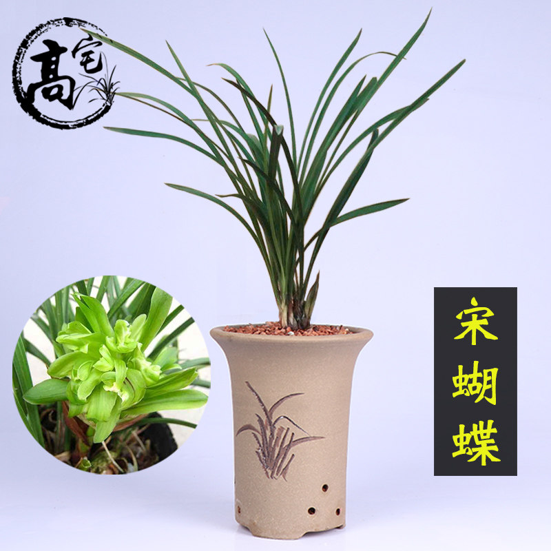 宋蝴蝶 兰花春兰宋蝴蝶兰花苗花卉盆栽植物室内盆景浓香
