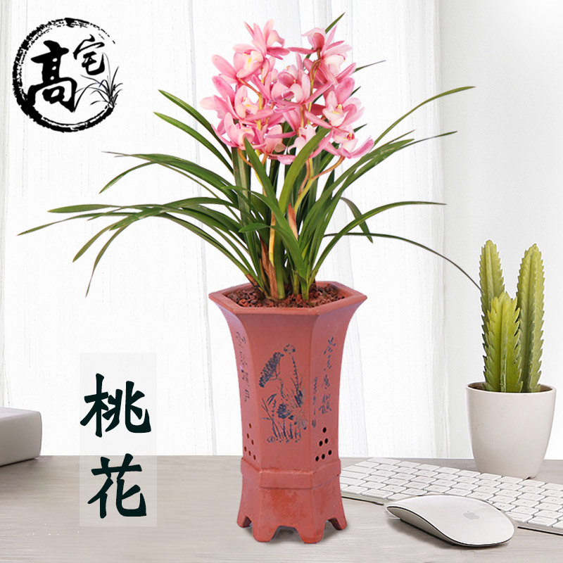 兰花桃花四季建兰浓香兰草花卉观花植物卧室室内外盆栽好养兰花苗