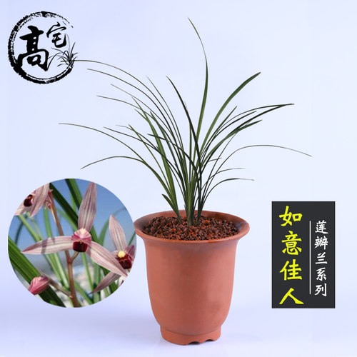 兰花莲瓣兰如意佳人阳台花卉植物