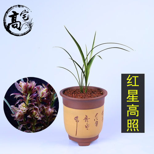 兰花浓香春剑红牡丹红星高照
