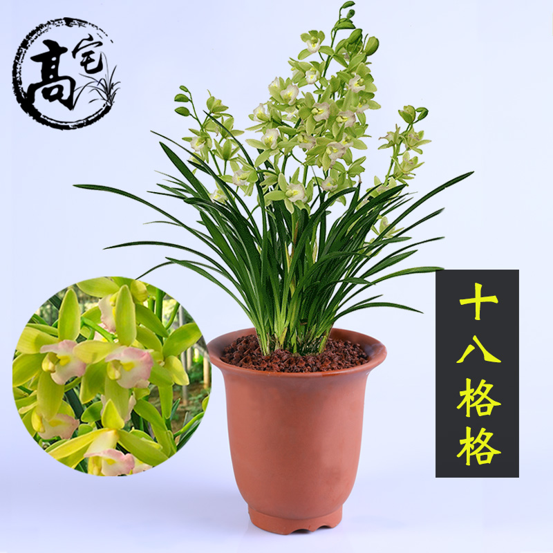 绿植矮种四季盆栽兰花苗